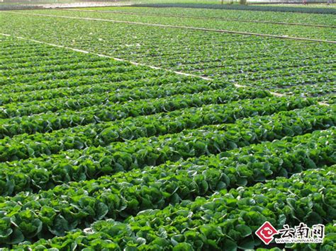 绿色简约农产蔬菜农产品促销海报海报模板下载-千库网