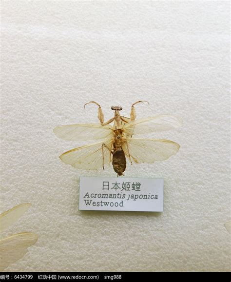 树皮螳螂的通用名称用于各种螳螂曼德拉高清图片下载-正版图片506711973-摄图网