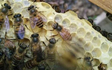 蜜蜂在窝上工作高清图片下载-正版图片503420129-摄图网