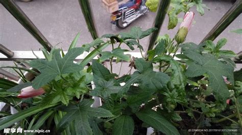 箭叶秋葵图片