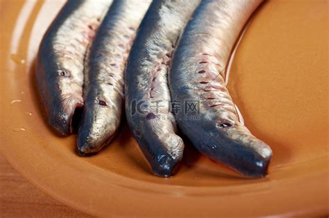鲜鱼七鳃鳗高清摄影大图-千库网