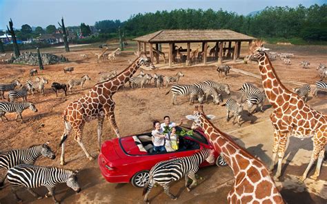 常德野生动物园今年开建 2020年竣工对外开放_大湘网_腾讯网