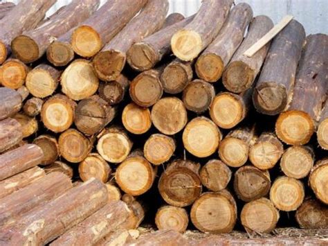 木材在日常生活中八大常见用途 - 知乎