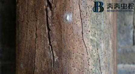 木板有蛀虫怎么处理及防蛀的方法 - 业百科