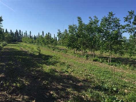 新疆伊犁州巩留县有100亩果园转让- 聚土网