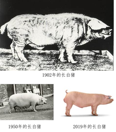国家畜牧科技创新联盟报道：生猪种业的昨天、今天和明天--湖北省农业农村厅