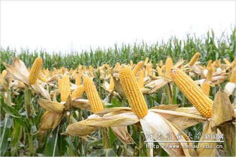 大穗型、产量高的玉米新品种——农大2008、大穗玉米、2008玉米、-阿里巴巴