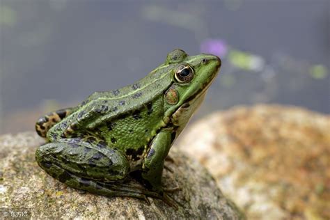 青蛙是几级保护动物，为什么青蛙是国家三级保护动物