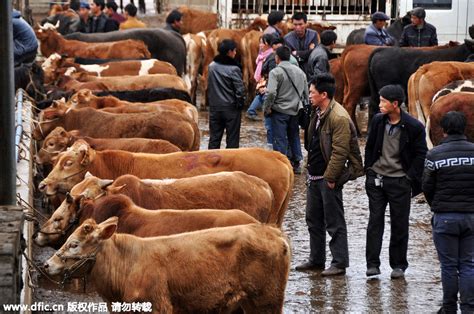 贵州省大型肉牛养殖场 吉林省-食品商务网