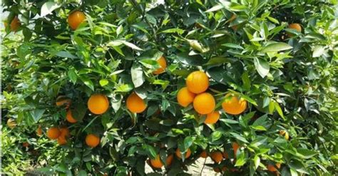 柑橘采收前的技术要点及柑橘采收后的管理保鲜_果实