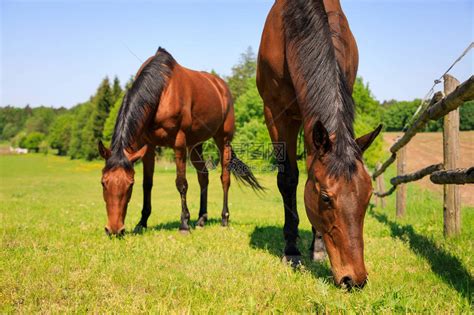 马在绿色的草地上吃着新鲜的草高清图片下载-正版图片505256544-摄图网