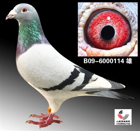 台湾华伦鸽舍：詹森最高代珍藏--21世纪名鸽网