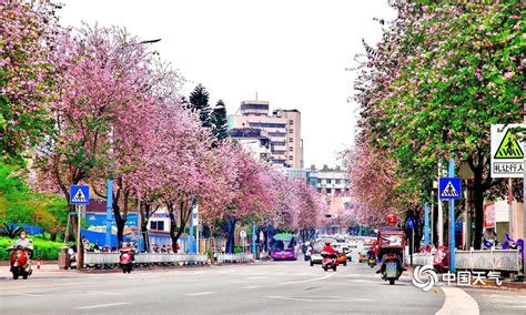 紫荆花城 最美柳州---紫荆花开正艳美如画 - 中国公园