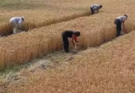 中年农民放下自家农活先帮岳父岳母收小麦，1人干着2家活