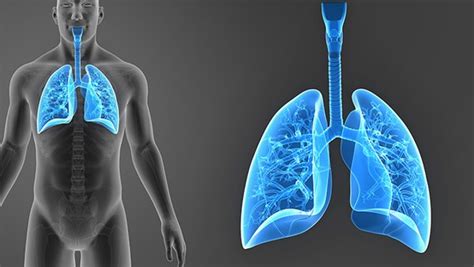 肺炎与肺癌有什么区别？主要从这3处区分-肺炎概况-复禾健康