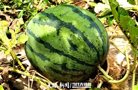 日本方西瓜开卖单个约600元：每个西瓜重约6公斤，不过只能看不能吃哦_手机新浪网