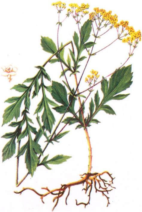 扁蓄草图片