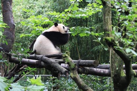 广州动物园的熊猫们伙食不好？！竹子都是黄的？！-bilibili(B站)无水印视频解析——YIUIOS易柚斯