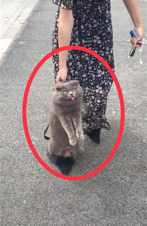主人带猫咪上街减肥，胖蓝猫不肯走路：再走我就咬舌自尽了！
