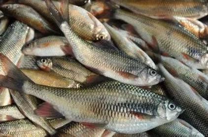 淡水鱼养殖价值高的鱼品种有哪些，附市场价格 - 农敢网