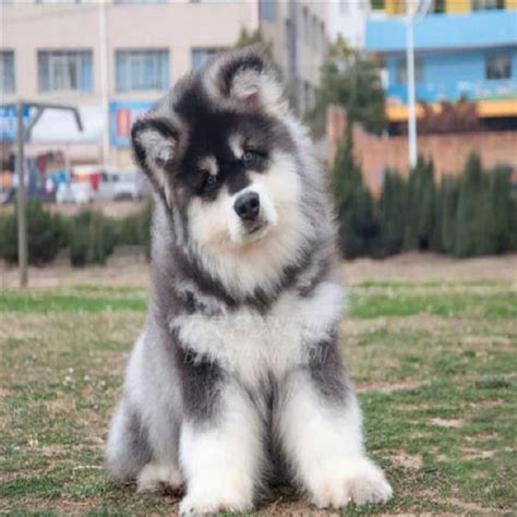 纯种阿拉斯加幼犬巨型阿拉斯加犬桃脸阿拉斯加雪橇犬灰色红色阿拉-淘宝网