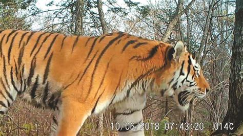 东北虎豹国家公园护航虎豹栖息繁衍-吉林省关注森林网-关注森林网