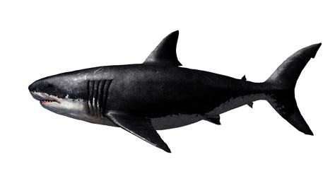 中国鲨鱼种类100种,鲨鱼种类介绍大全图片,鲨鱼名字大全图片_大山谷图库