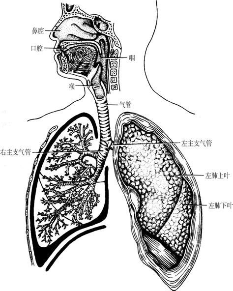 三、呼吸系统-基础医学-医学