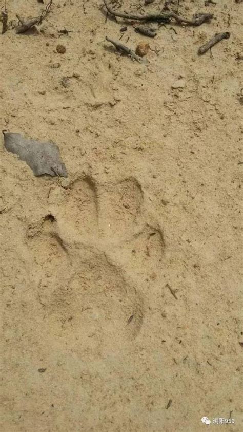广西来宾一村民甘蔗地发现野生豹猫 --图片频道--人民网