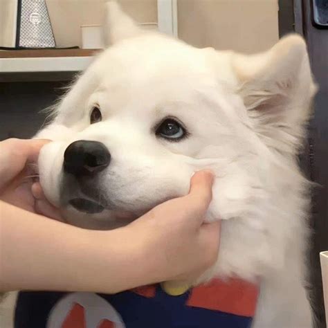 萨摩耶 可爱 狗狗 表情包 - 堆糖，美图壁纸兴趣社区