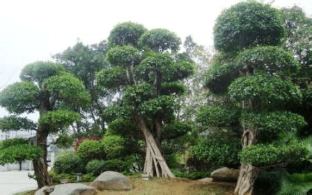 养榕树盆景，只要做好5个养护要点，长得旺盛、树姿优美