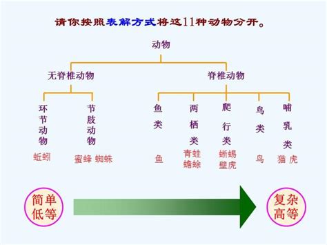 动物最完整的分类图 动物分类全图_配图网