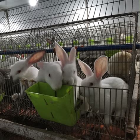 养兔子需要注意什么？