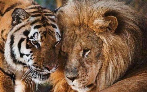 狮子和老虎都是“百兽之王”，究竟哪个更厉害？驯兽师告诉你|百兽|驯兽师|攻击性_新浪新闻