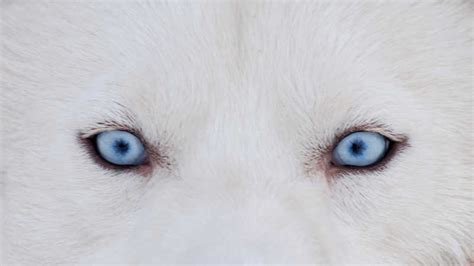 蓝眼睛的口哈士奇犬蓝眼睛的口哈士奇犬沙哑伙伴宠物高清图片下载-正版图片307870825-摄图网