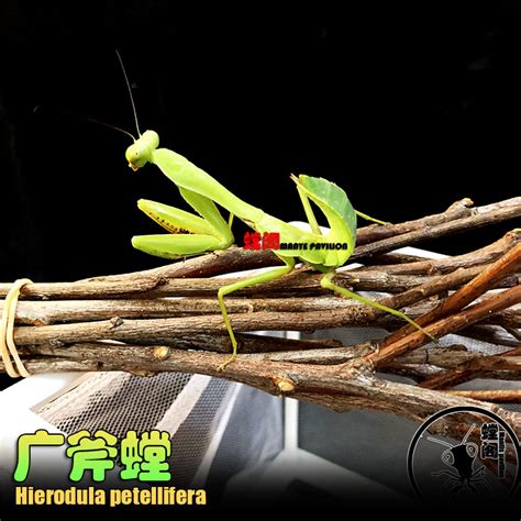 世界上最稀有的螳螂，土豪捉来当宠物养，一只就能卖到3000元！_腾讯视频