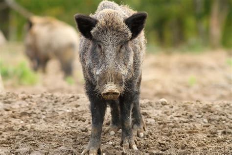 野猪饲养条件，附养殖优势 - 农敢网