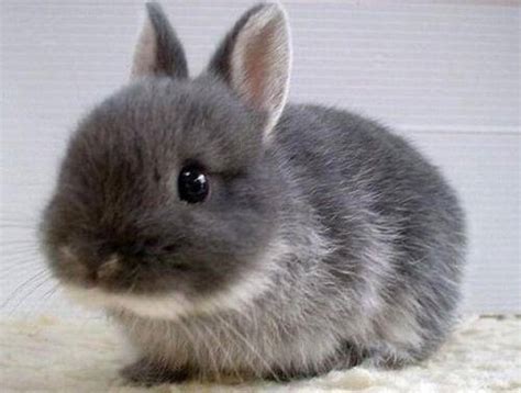 侏儒兔是什么动物？ - 动物 - 酷自然
