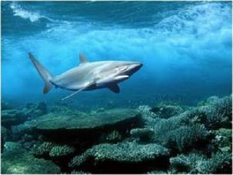 遇见虎头鲨 – 深海里的鱼