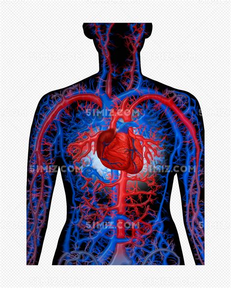 人体血管分部图片免费下载 - 觅知网