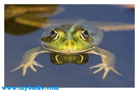 青蛙用英语怎么说，青蛙用英语怎么读|admin_人人点