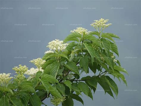 灯台树图片