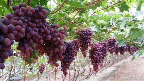 中原地区种植葡萄始于什么时期（古代中原地区种植葡萄）