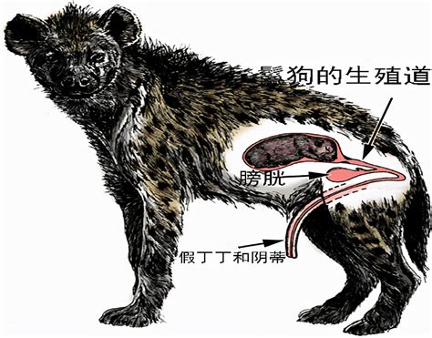 多数哺乳动物雄性主导，鬣狗却是雌性主导，长着雄性器官_种群_个体_食物