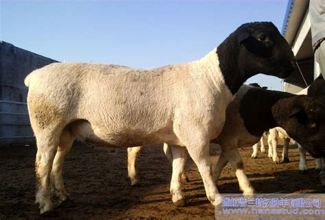 黑山羊养殖基地出售黑山羊 努比亚黑山羊 黑山羊-阿里巴巴