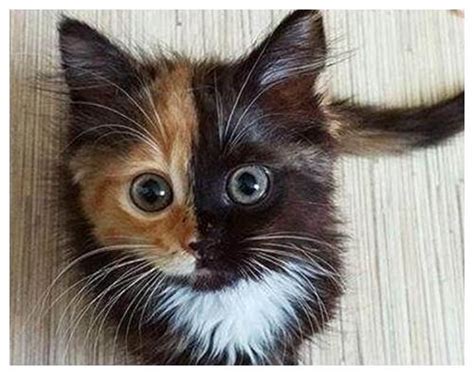 玳瑁猫有没有貌美的例外存在？ - 知乎