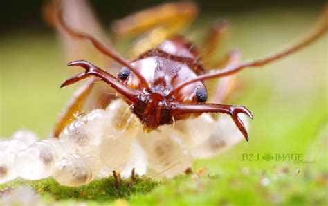 【小蚂蚁摄影图片】野外生态摄影_山里人家_太平洋电脑网摄影部落