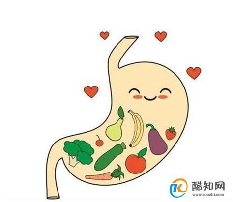 胃部器官 素材图片免费下载-千库网