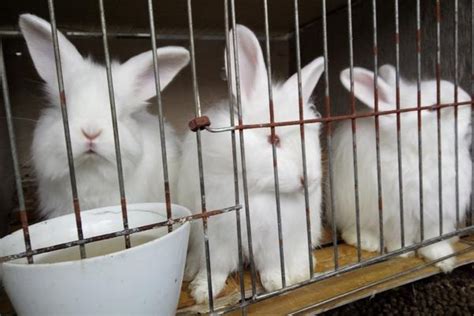 兔子怎么养殖技术-农百科