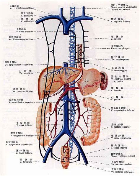 血液循环系统中瓣膜所在位置和血流方向-在人的血液循环系统中，不存在瓣膜结构的部位是（ ）A...